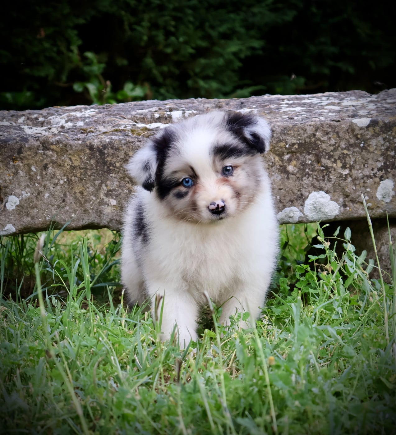 Chiot N°4