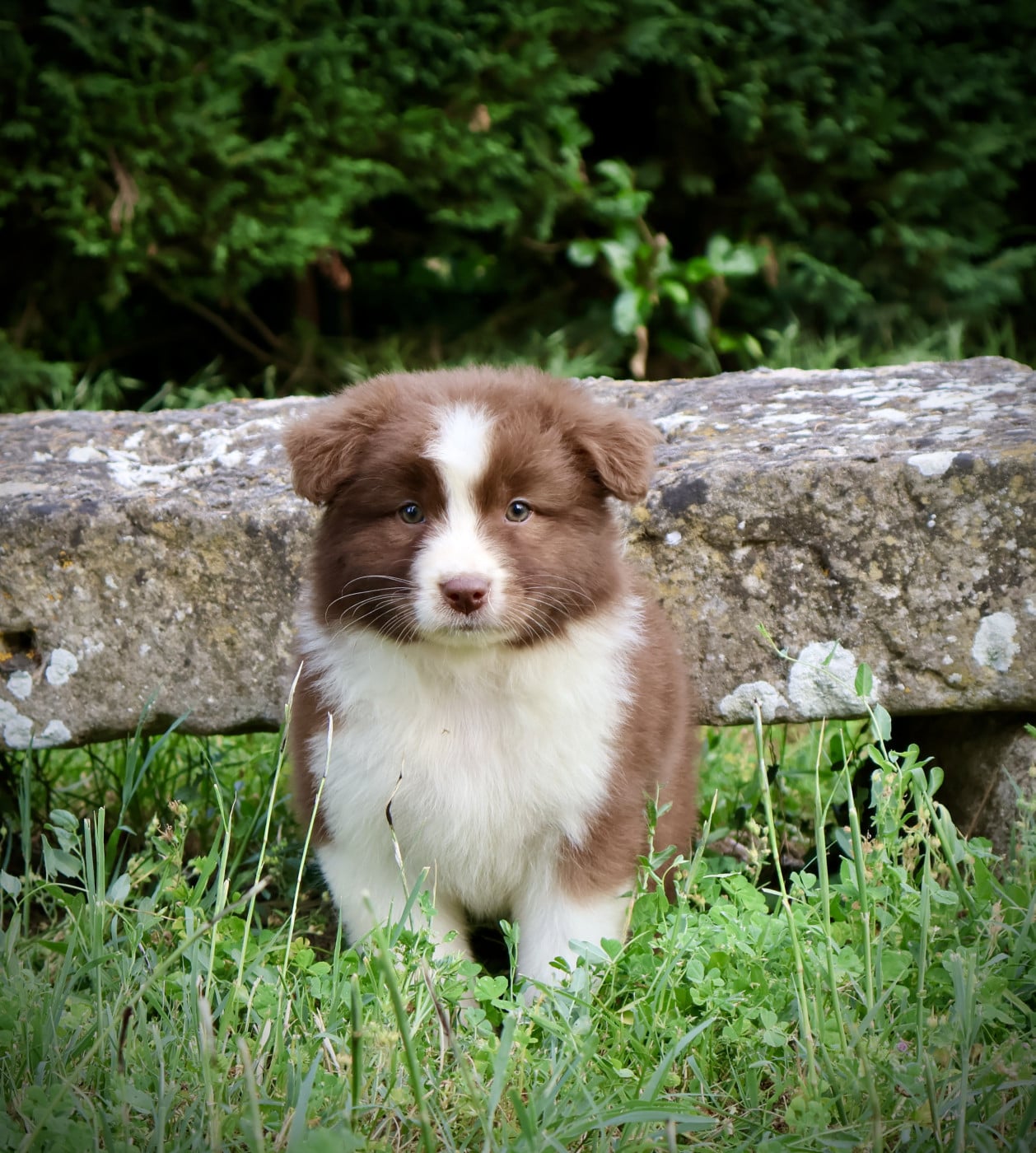 Chiot N°7