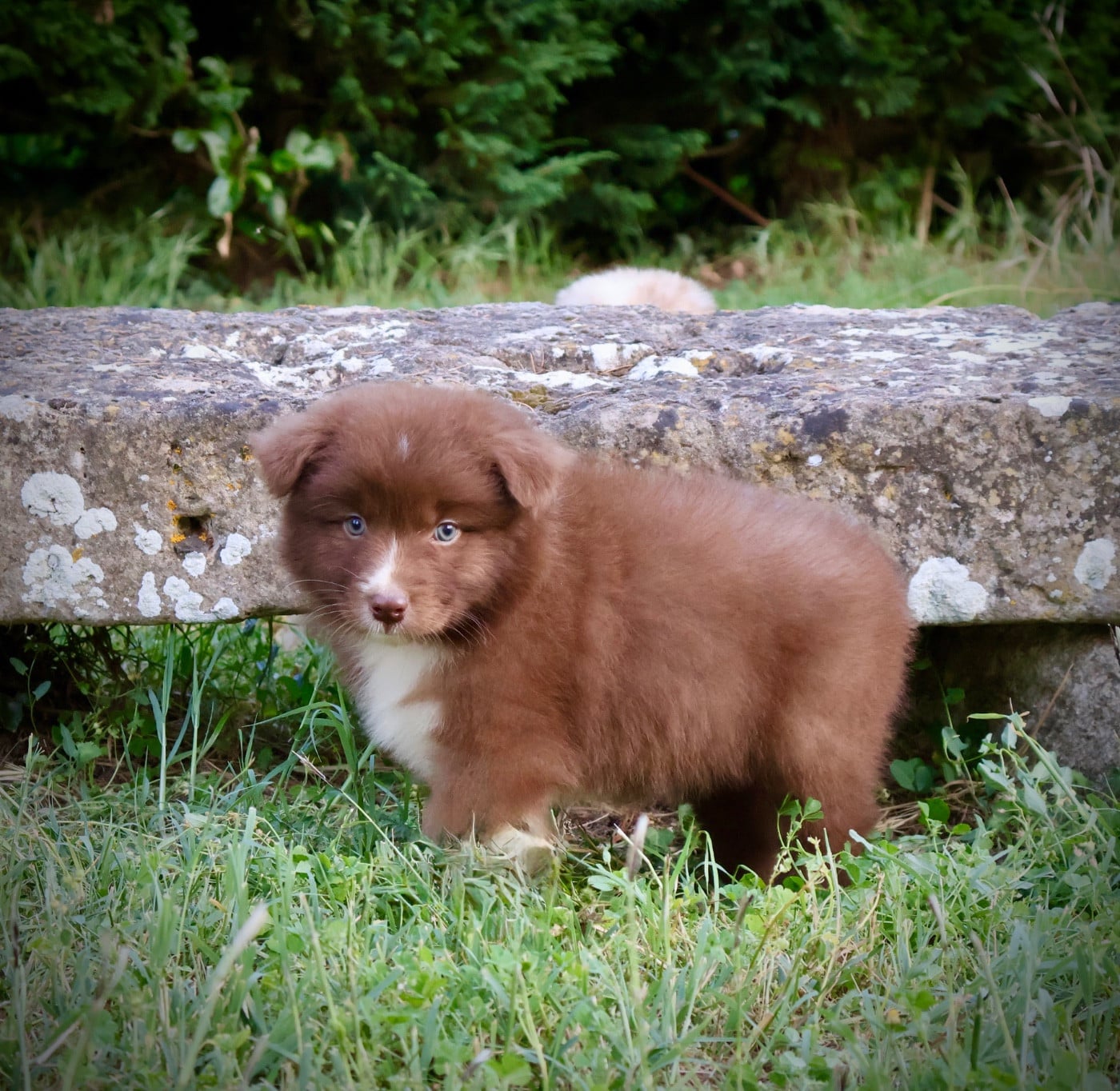 Chiot N°1