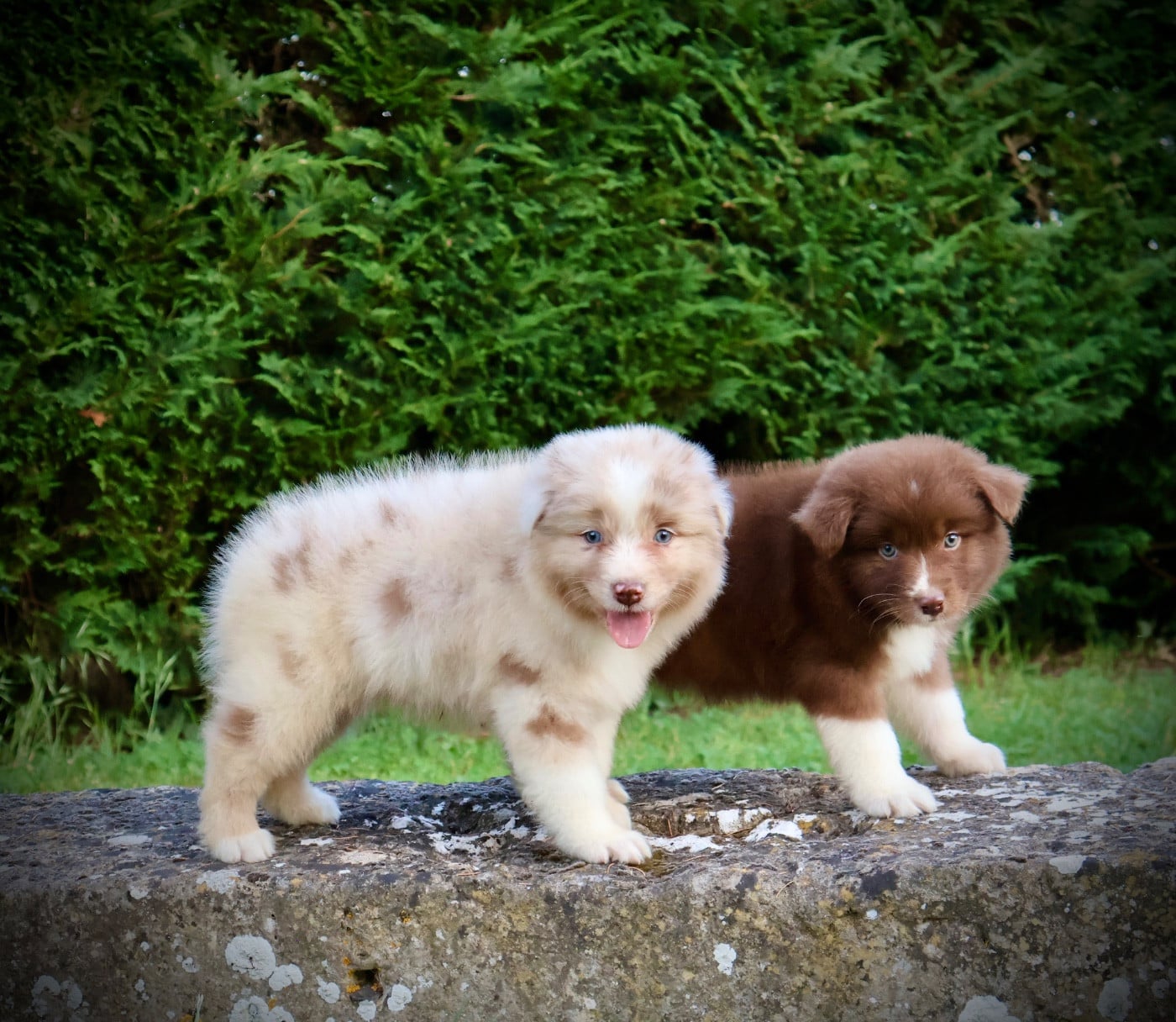 Chiot N°1