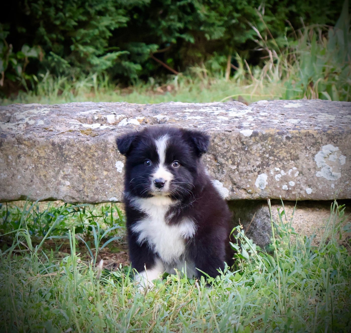 Chiot N°2