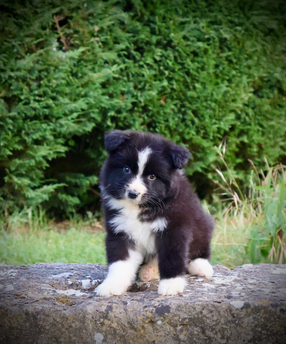 Chiot N°2