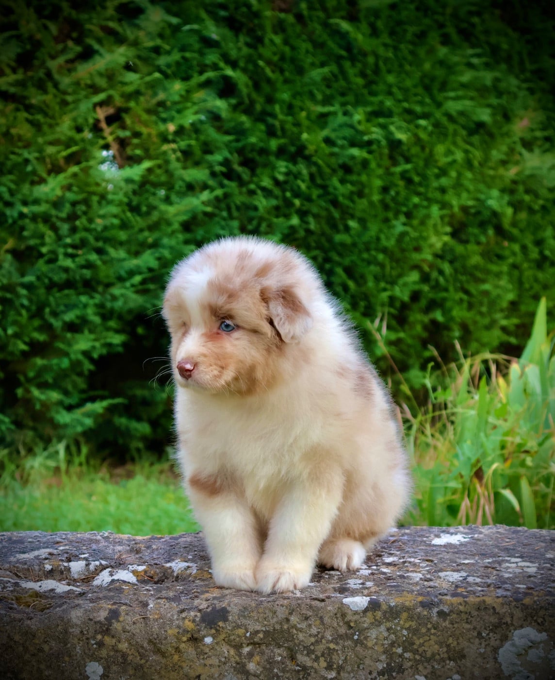 Chiot N°3