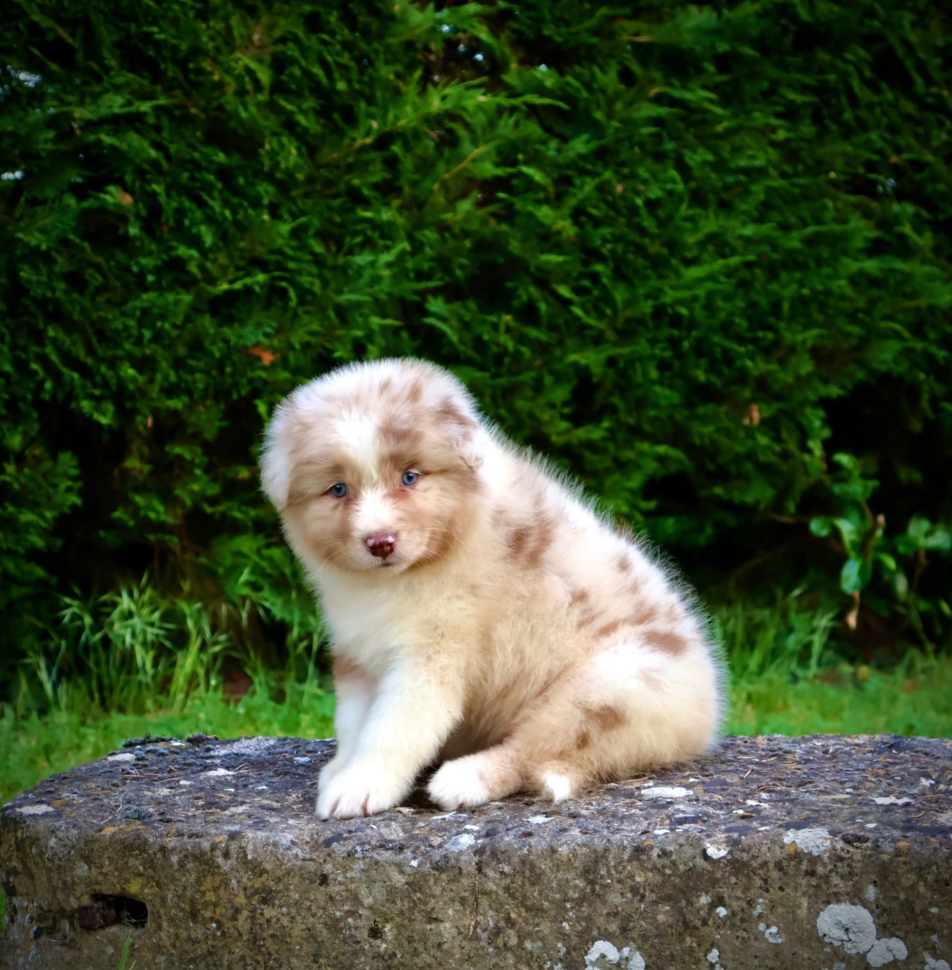 Chiot N°3