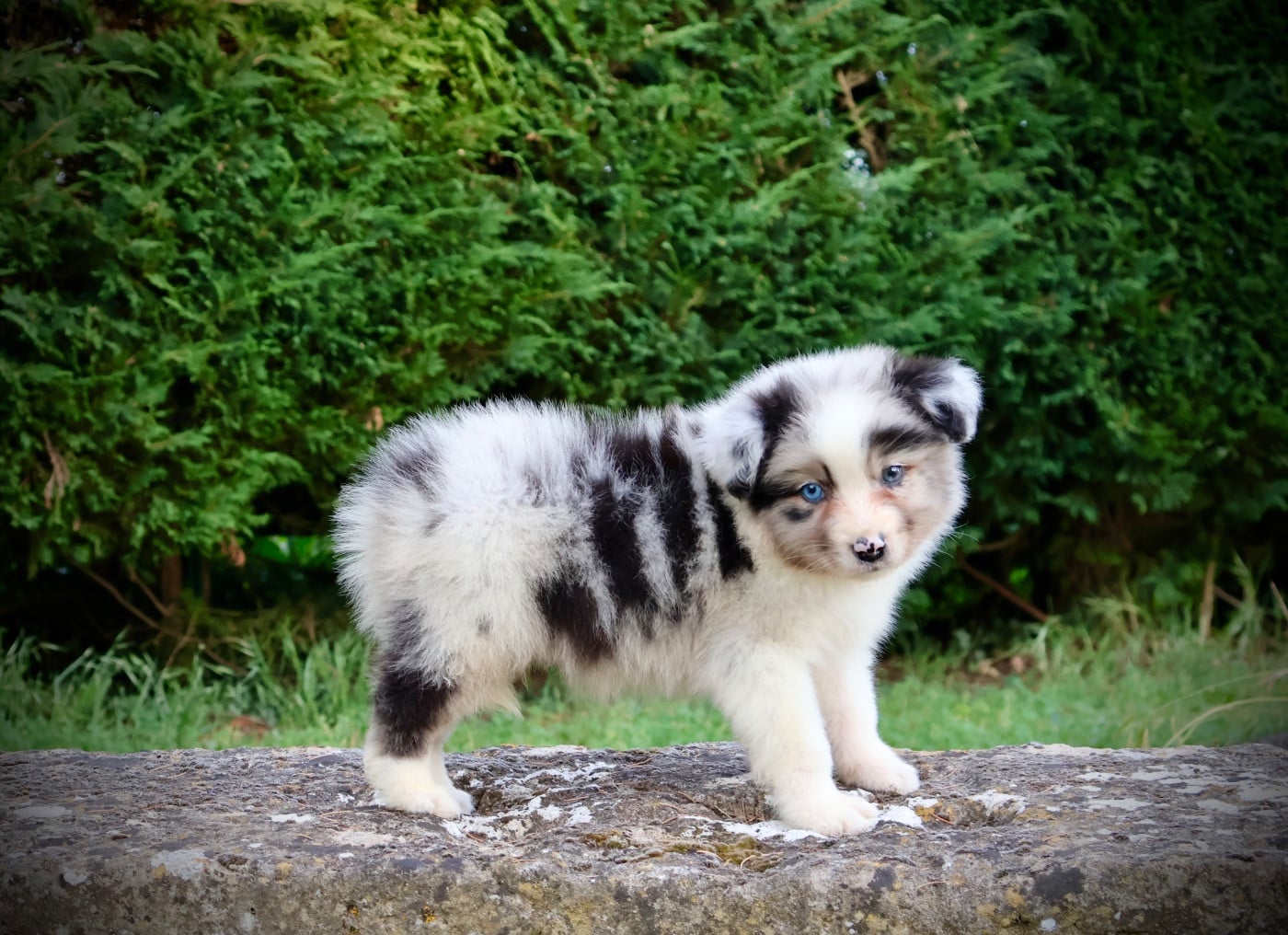 Chiot N°4