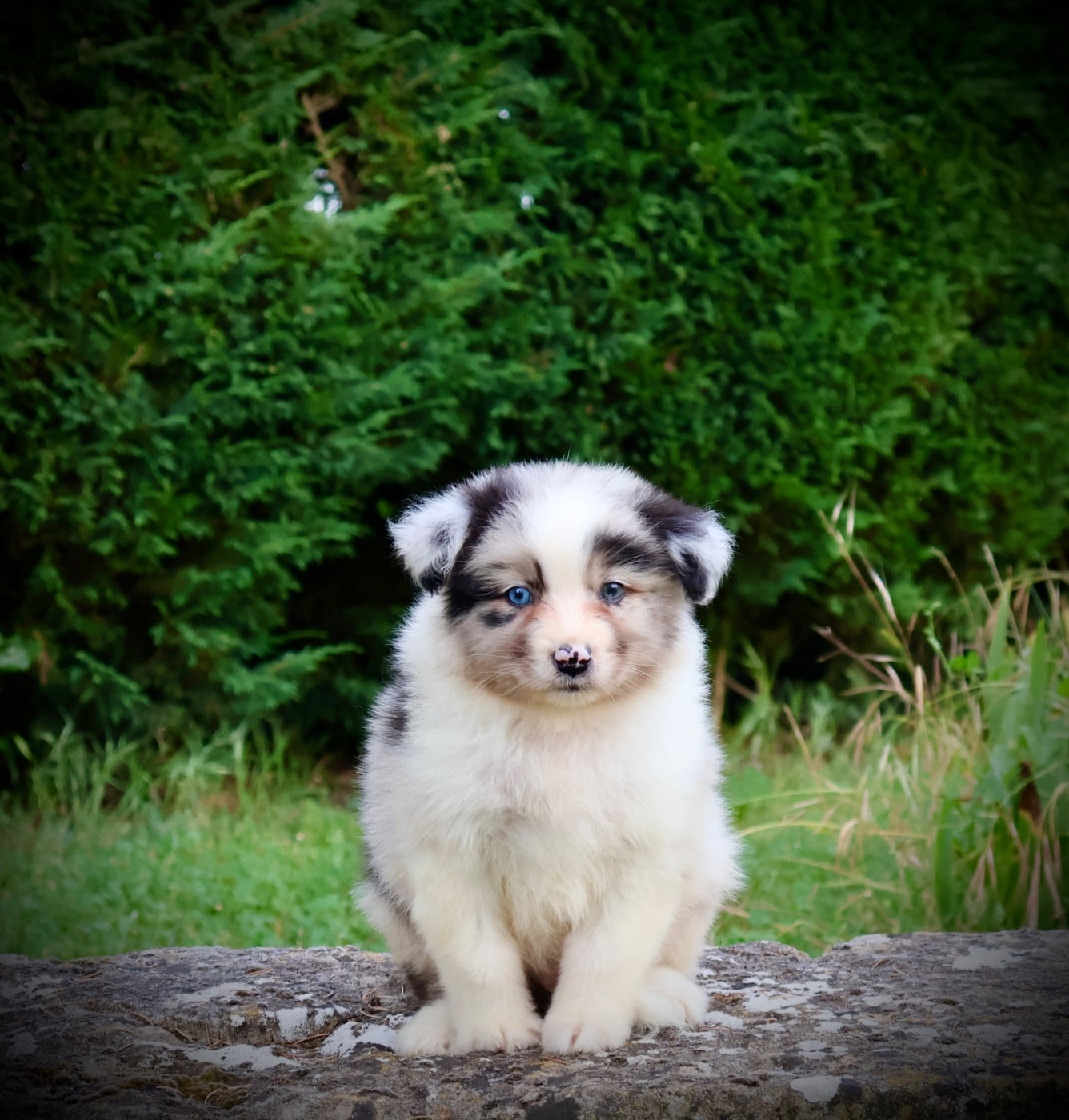 Chiot N°4