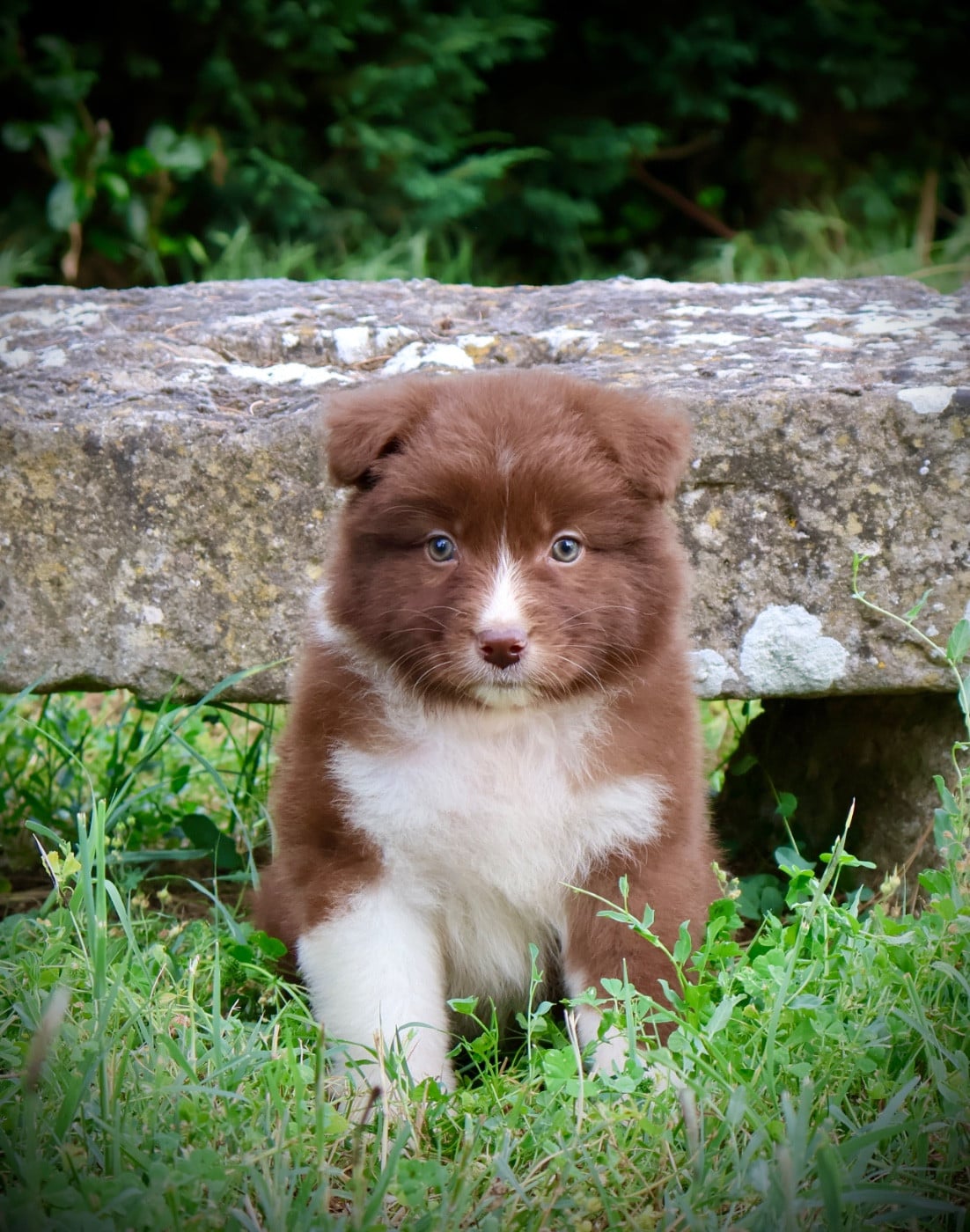 Chiot N°5
