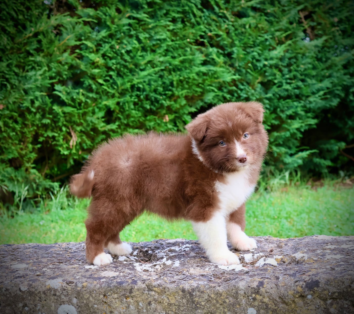 Chiot N°5