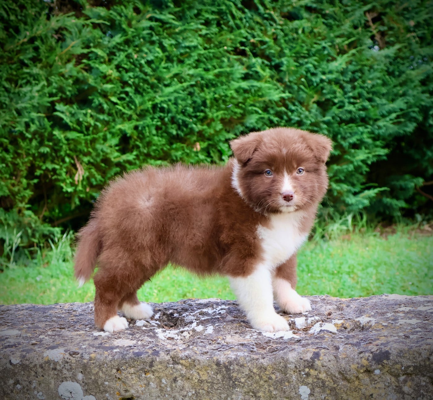 Chiot N°5