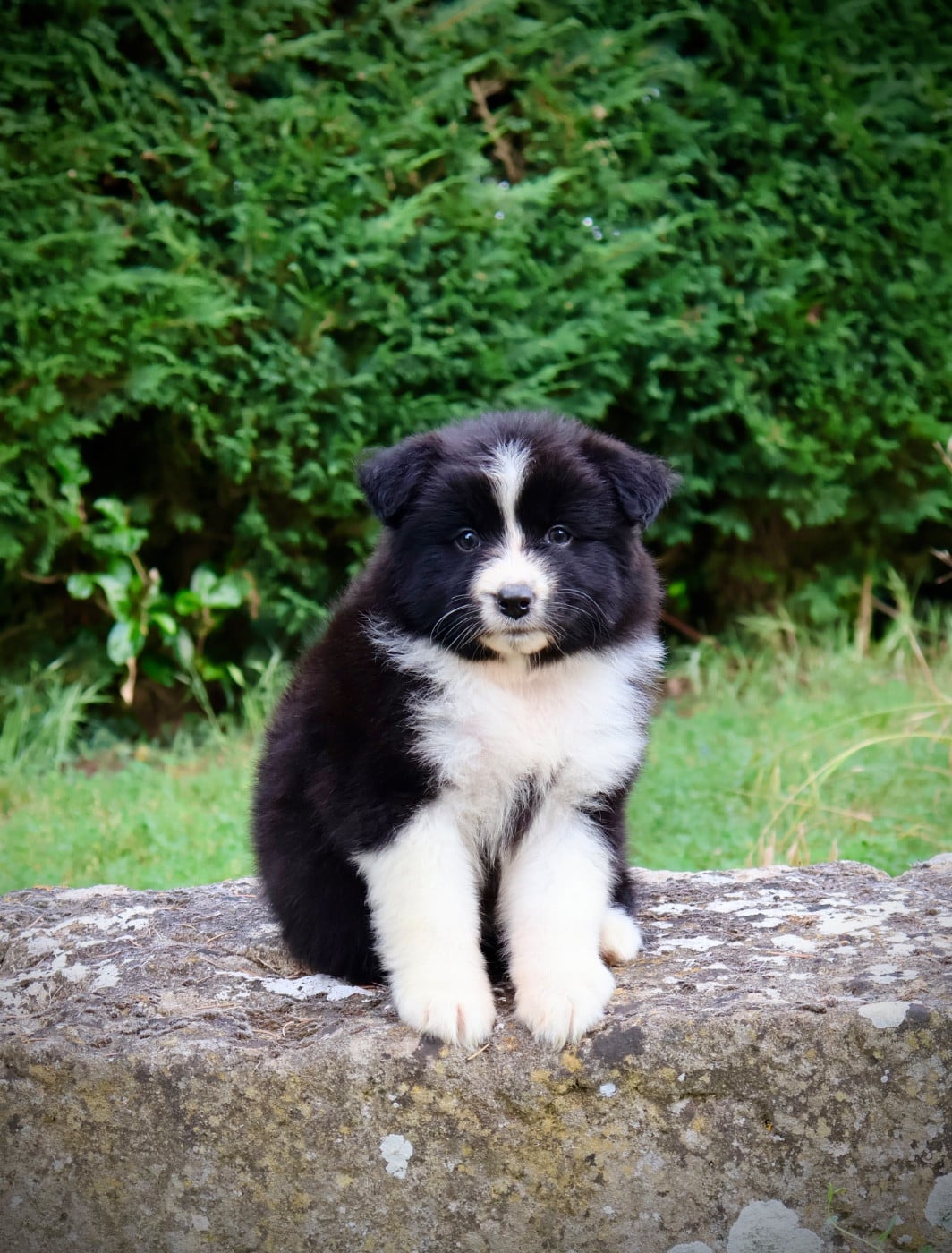 Chiot N°6
