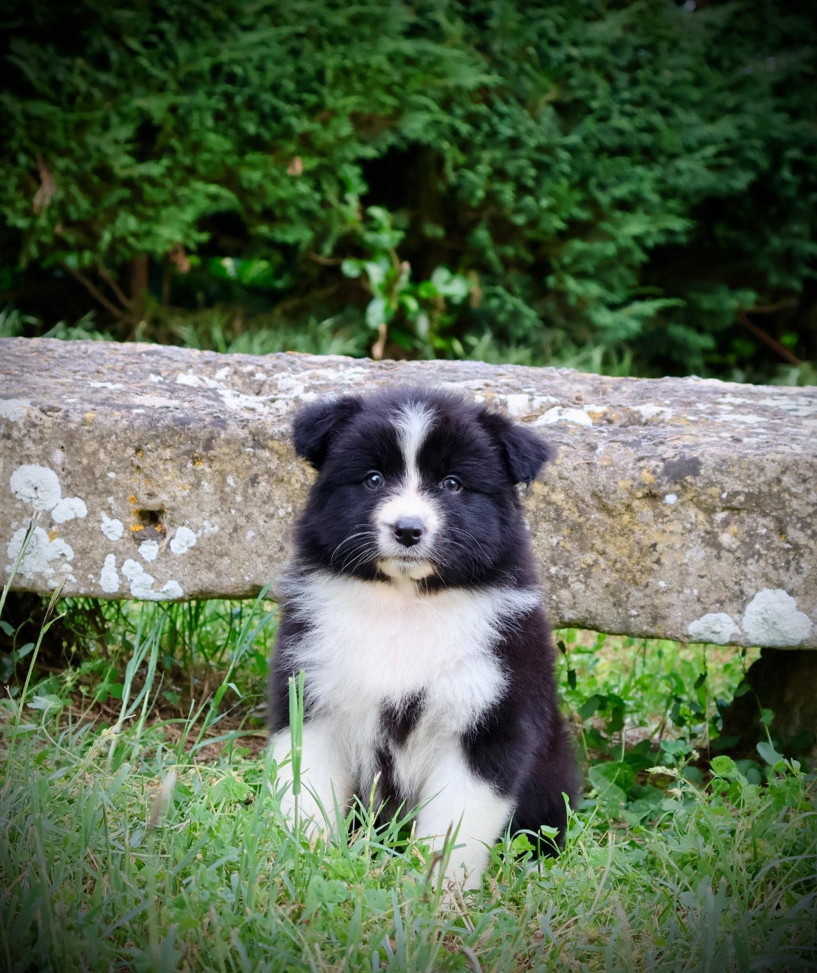 Chiot N°6