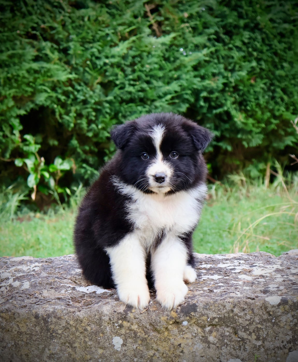 Chiot N°6