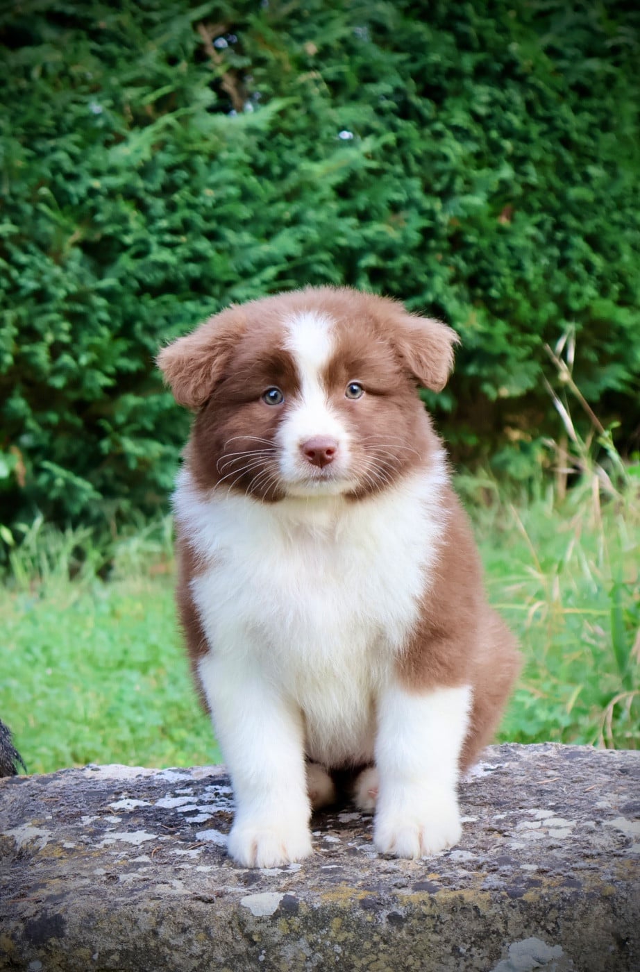 Chiot N°7