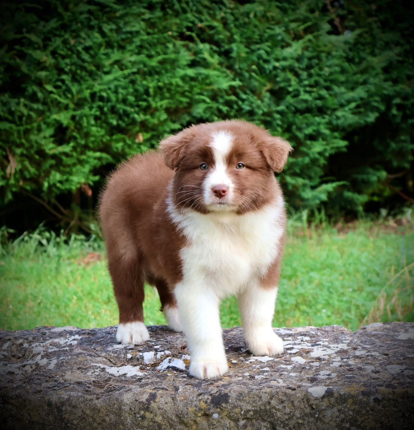 Chiot N°7