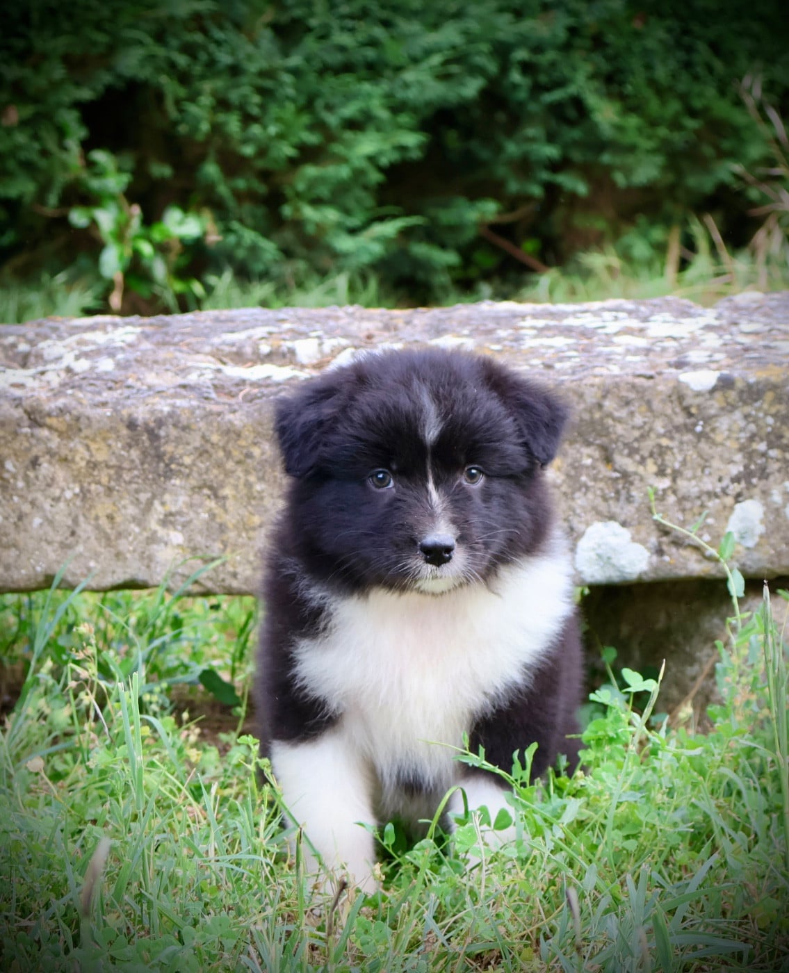 Chiot N°8
