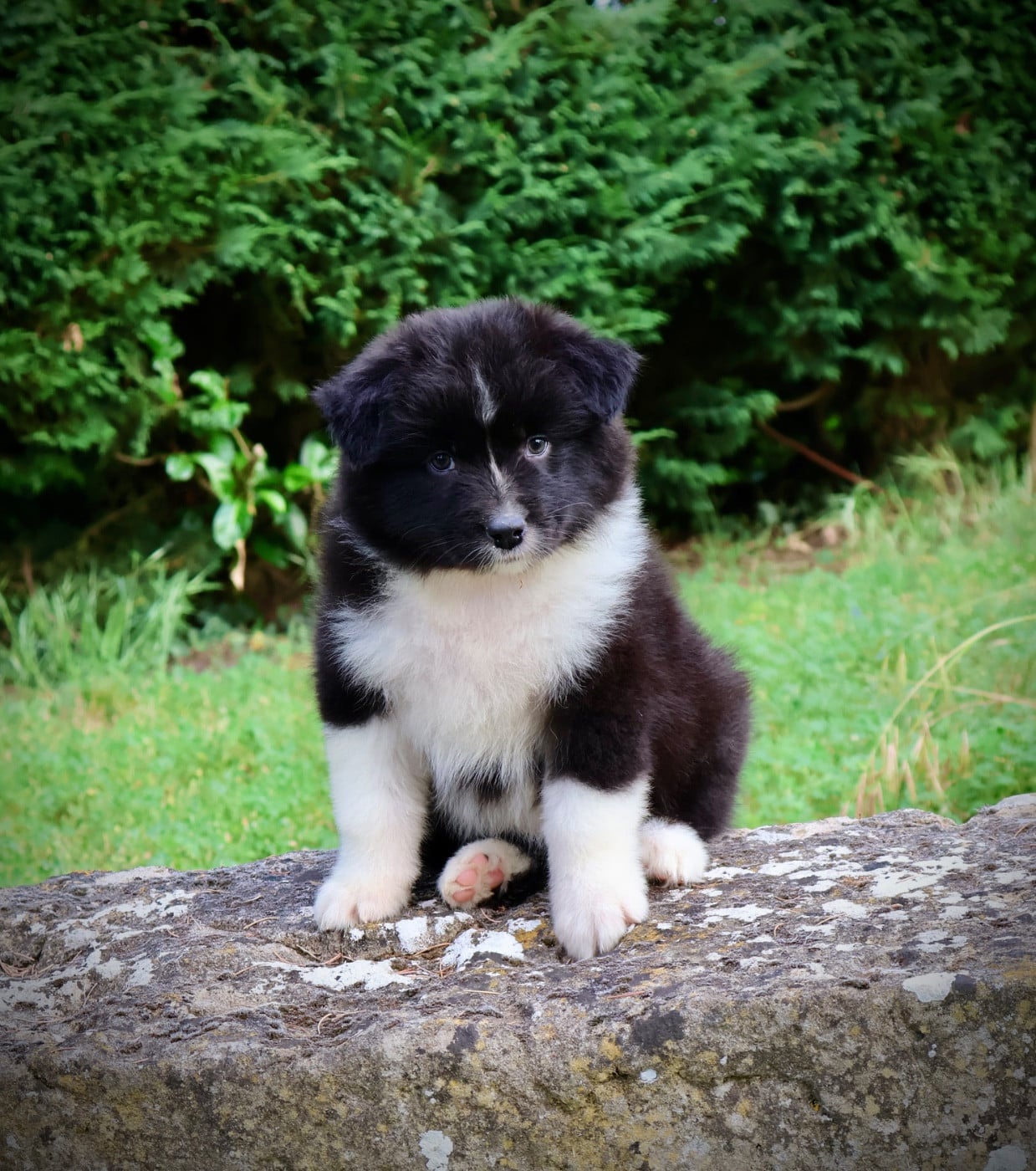 Chiot N°8