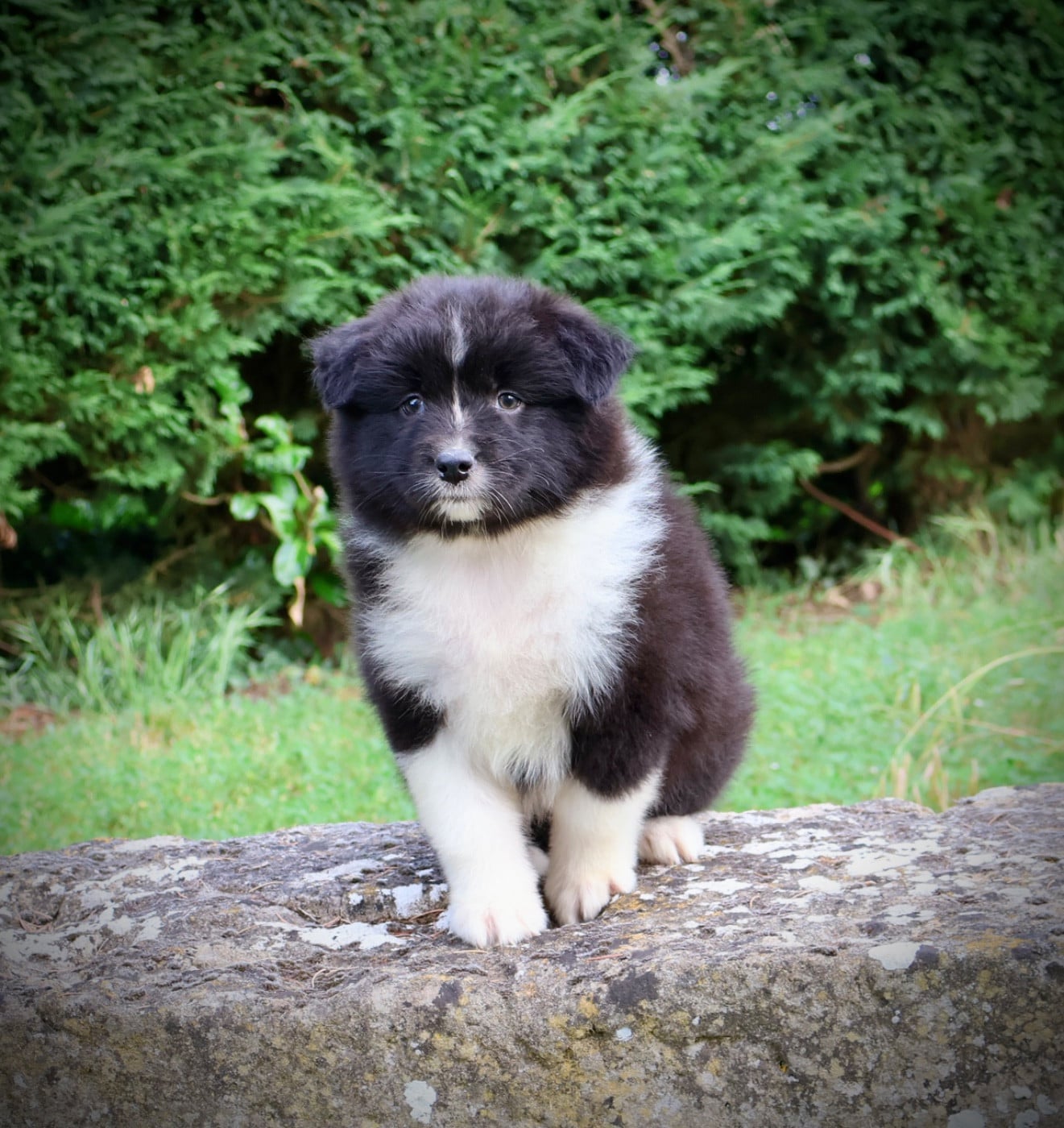 Chiot N°8