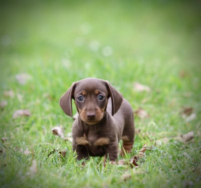 Les chiots de Teckel poil ras
