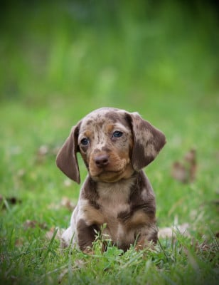 Les chiots de Teckel poil ras