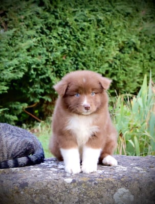 Les chiots de Berger Australien