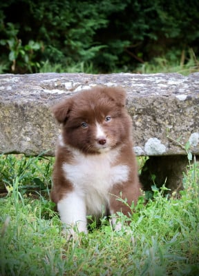 Les chiots de Berger Australien