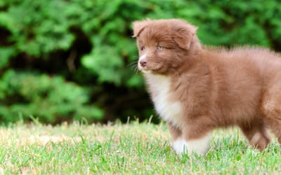 Les chiots de Berger Australien