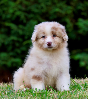 Les chiots de Berger Australien