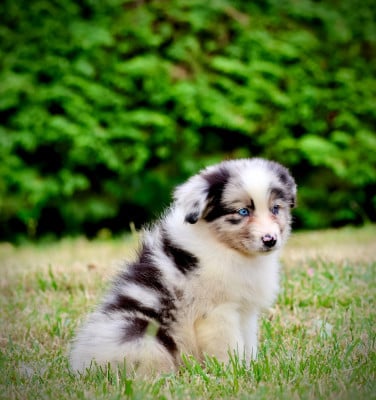 Les chiots de Berger Australien