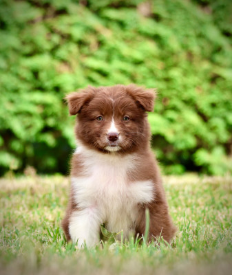 Les chiots de Berger Australien