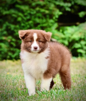 Les chiots de Berger Australien
