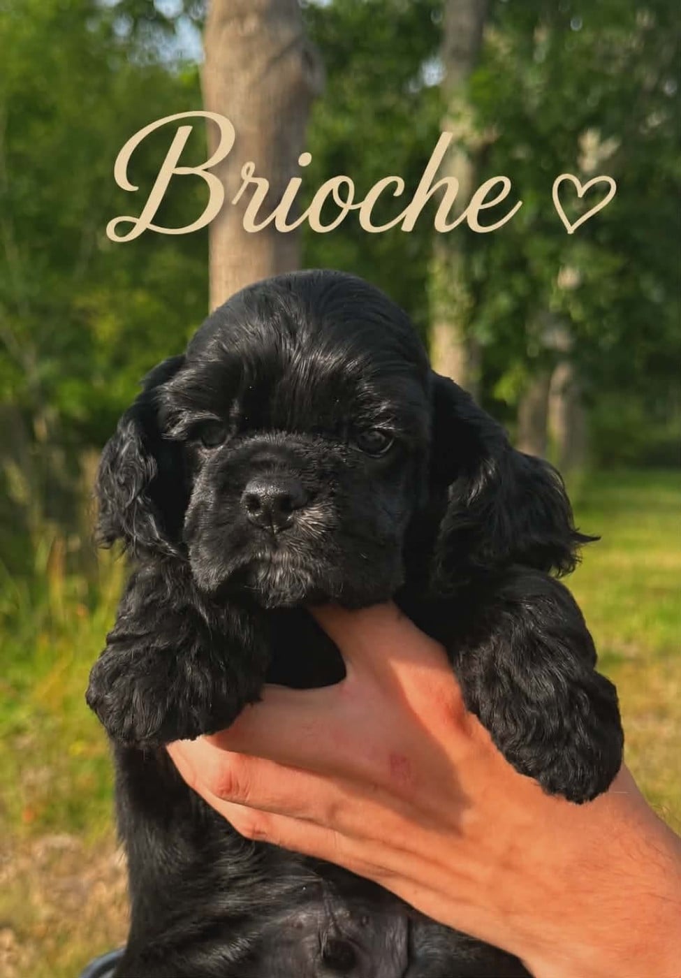 Brioche Noble