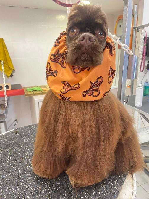 CH. Unchain the chocolat Of Love Show - Meilleure mâle