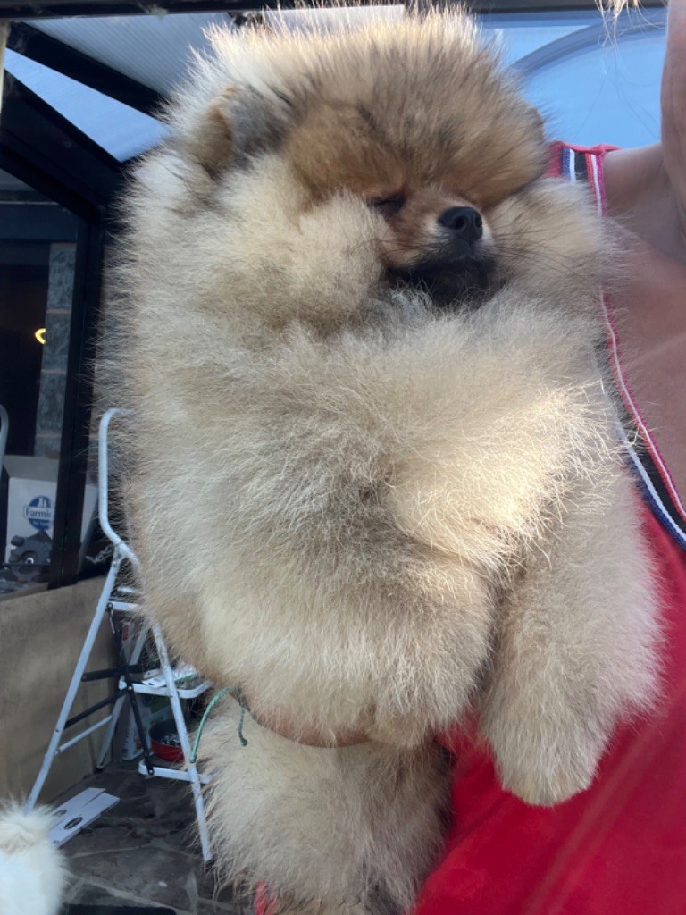 CHIOT 3