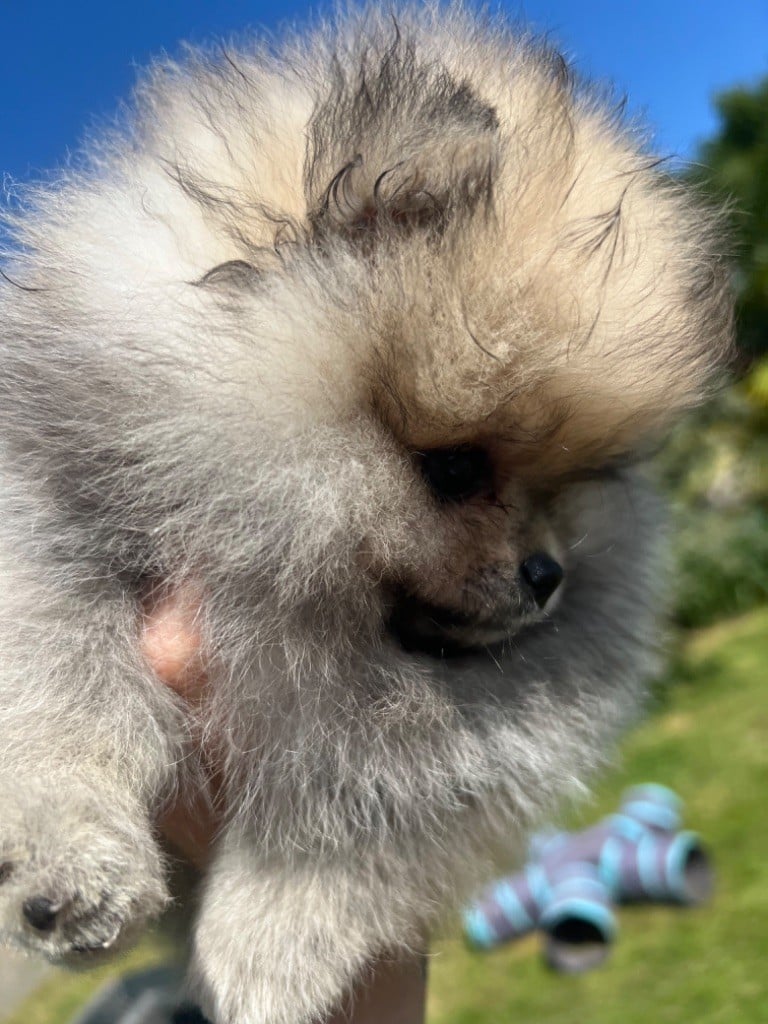 CHIOT 1