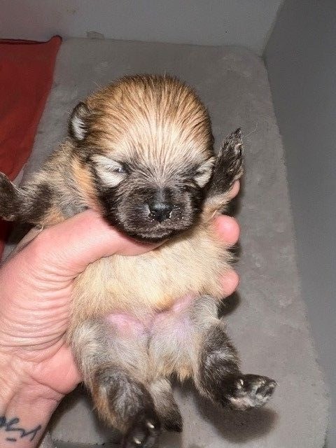 CHIOT 3