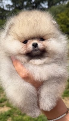 Spitz allemand