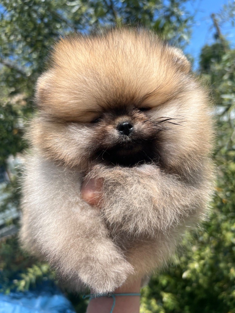 Chiot Spitz allemand - ULKY Mon Amour De Pomeranien