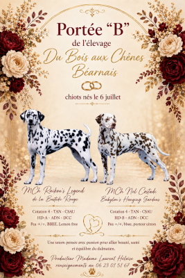 Les chiots de Dalmatien