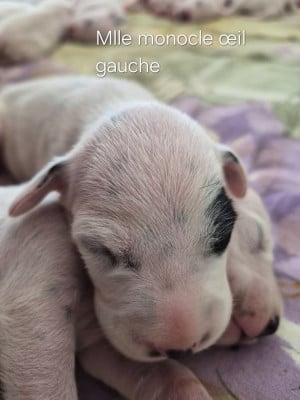 Les chiots de Dalmatien