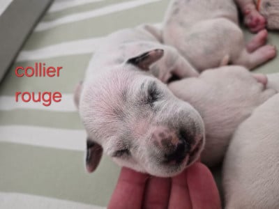 Les chiots de Dalmatien