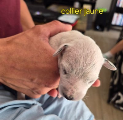 Les chiots de Dalmatien