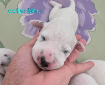 Les chiots de Dalmatien
