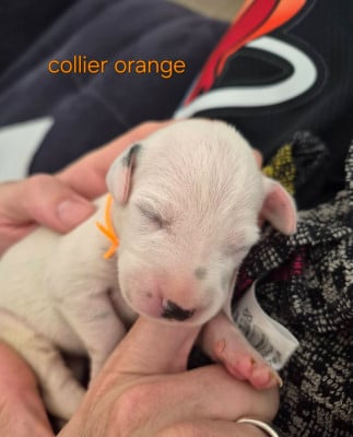 Les chiots de Dalmatien