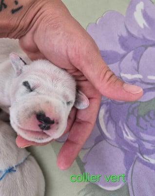 Les chiots de Dalmatien