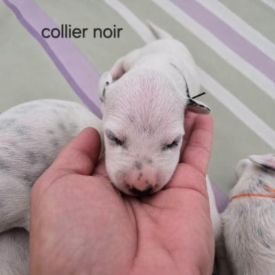 Les chiots de Dalmatien