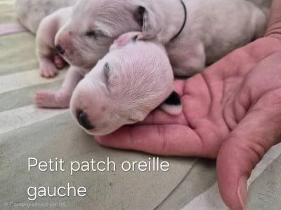 Les chiots de Dalmatien