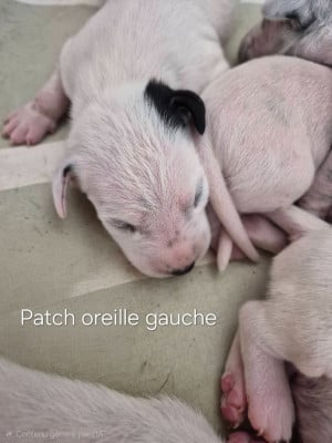 Les chiots de Dalmatien
