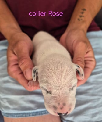 Les chiots de Dalmatien