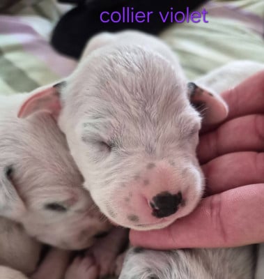 Les chiots de Dalmatien