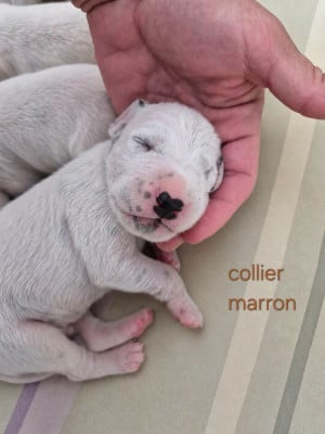Les chiots de Dalmatien